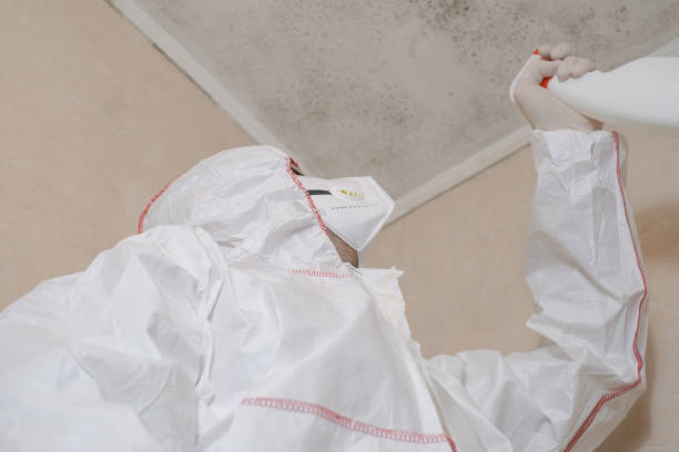 Best Post-Flood Mold Remediation in USA